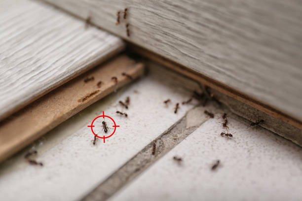 Trusted Sellersburg, IN Pest Control Experts